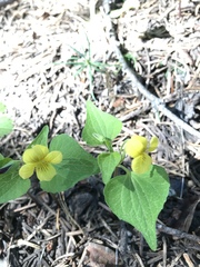 Viola lobata integrifolia