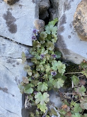 Veronica ranunculina