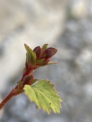 Telesonix heucheriformis