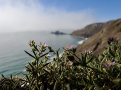 Spergularia macrotheca macrotheca