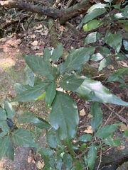 Justicia campylostemon