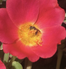 Calliopsis andreniformis