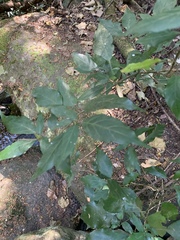 Justicia campylostemon