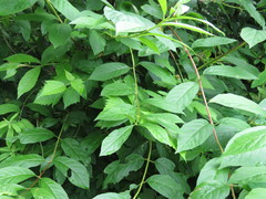 Lonicera involucrata