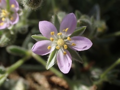 Spergularia macrotheca macrotheca