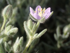 Spergularia macrotheca macrotheca