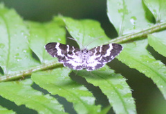 Trichodezia californiata