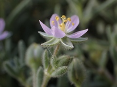 Spergularia macrotheca macrotheca