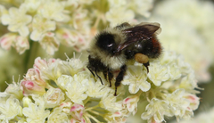 Bombus centralis