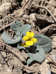Viola charlestonensis