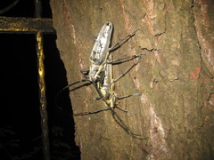 Batocera lineolata