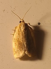 Choristoneura fractivittana