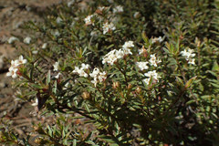 Pimelea oreophila hetera