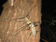 Batocera lineolata