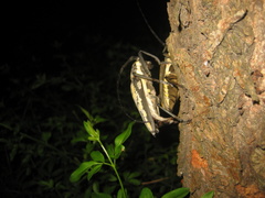 Batocera lineolata