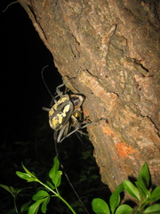 Batocera lineolata