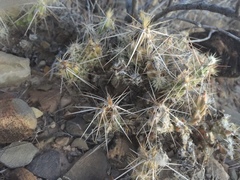 Corynopuntia