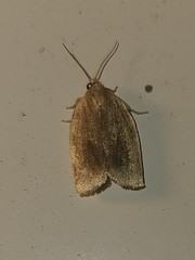 Choristoneura fractivittana