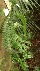 Arthropteris palisotii