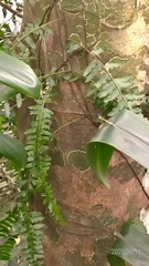 Arthropteris palisotii