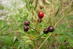 Rosa pricei