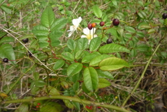 Rosa pricei