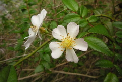 Rosa pricei