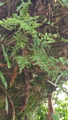 Davallia trichomanoides