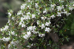 Eucryphia lucida
