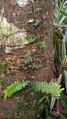 Arthropteris palisotii