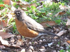 Turdus migratorius