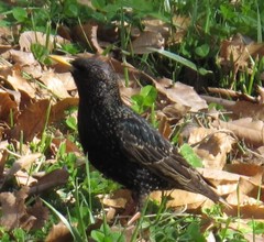 Sturnus vulgaris