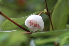 Eucryphia lucida