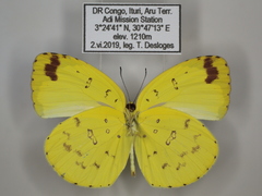 Eurema hecabe solifera