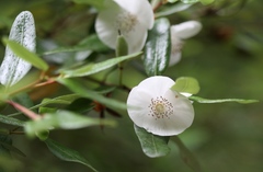 Eucryphia lucida
