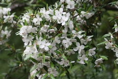 Eucryphia lucida