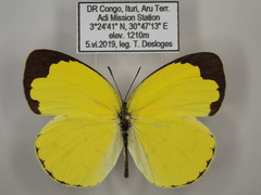 Eurema hecabe solifera