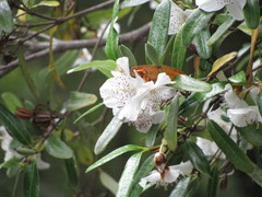 Eucryphia lucida