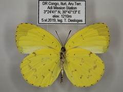 Eurema hecabe solifera