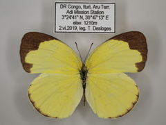 Eurema hecabe solifera