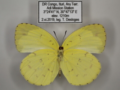 Eurema hecabe solifera