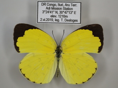 Eurema hecabe solifera
