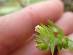 Gratiola ebracteata
