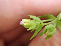 Gratiola ebracteata