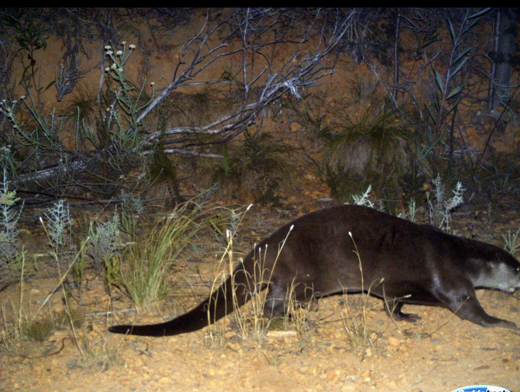 Cape Clawless Otter from Stellenbosch, WC, ZA on June 11, 2020 at 07:22 ...