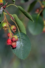 Amelanchier cusickii