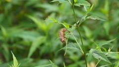 Cryptotympana atrata