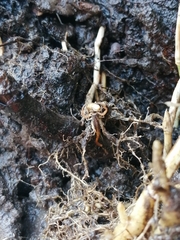 Centruroides suffusus