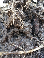 Centruroides suffusus