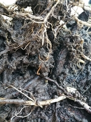 Centruroides suffusus